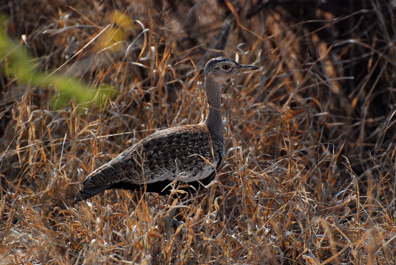 Eupodotis ruficrista